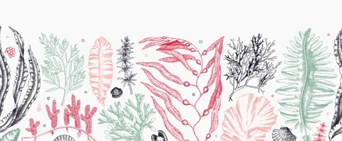 Seaweed vector border in color. Edible algae seamless pattern with hand drawn golden kelp, wakame, kombu, hijiki, Irish moss sketches. Underwater plant botanical illustration